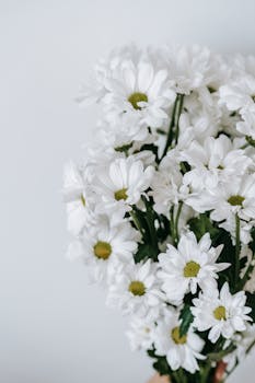 image.mefiz.com