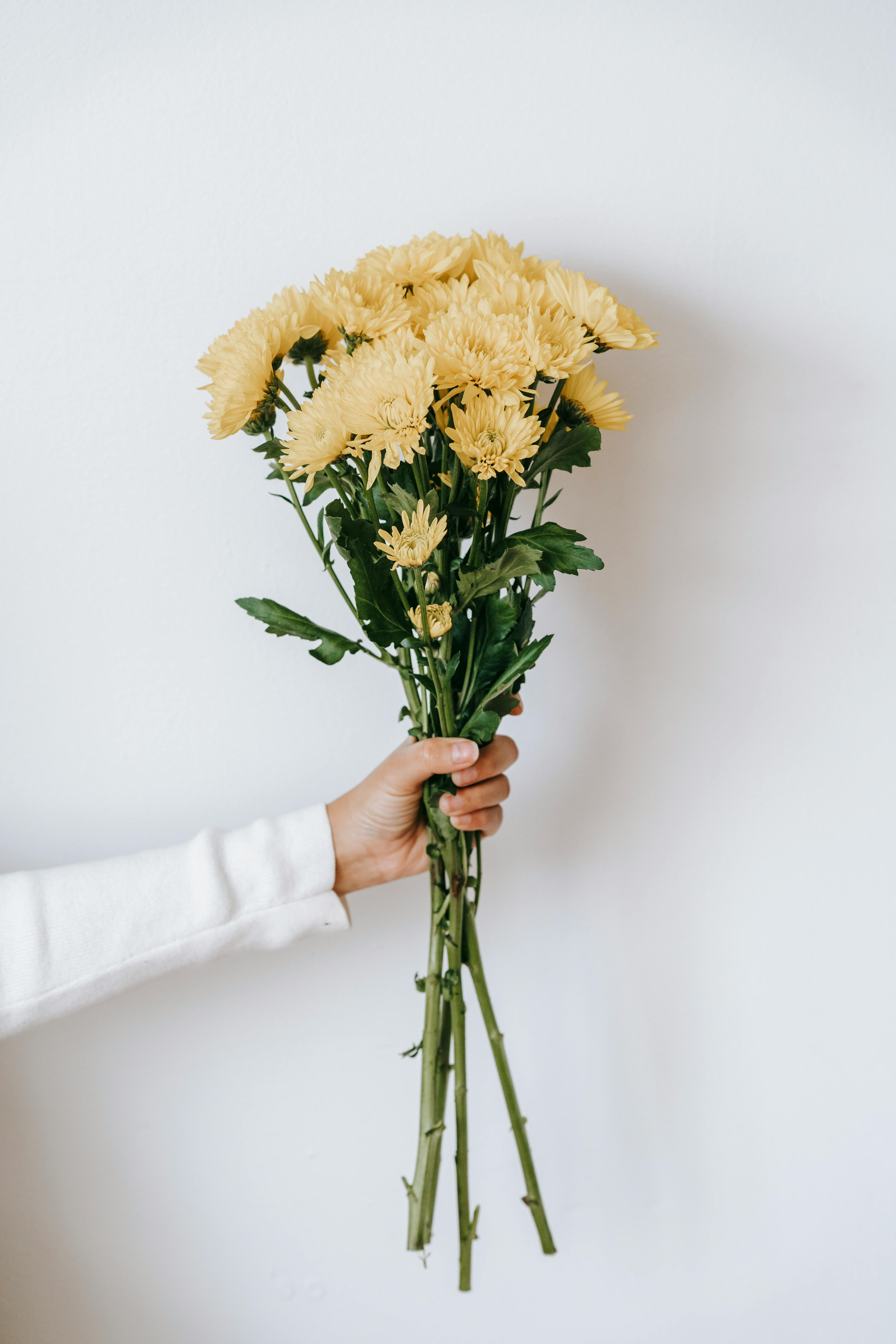 faceless person with blooming chrysanthemum bouquet on white background