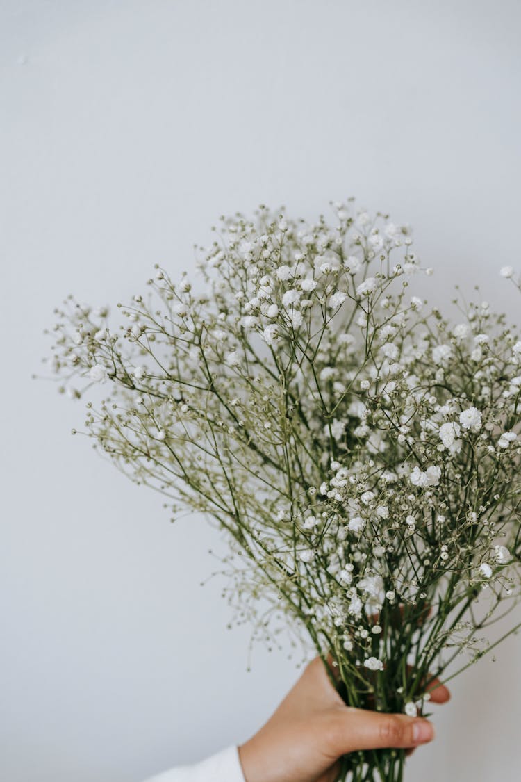 Crop Person With Blossoming Gypsophila Bouquet On White Background