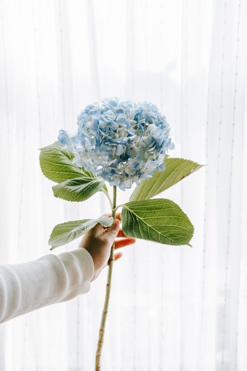 Crop unrecognizable person demonstrating blossoming blue hortensia with delicate petals and curved leaves on white background