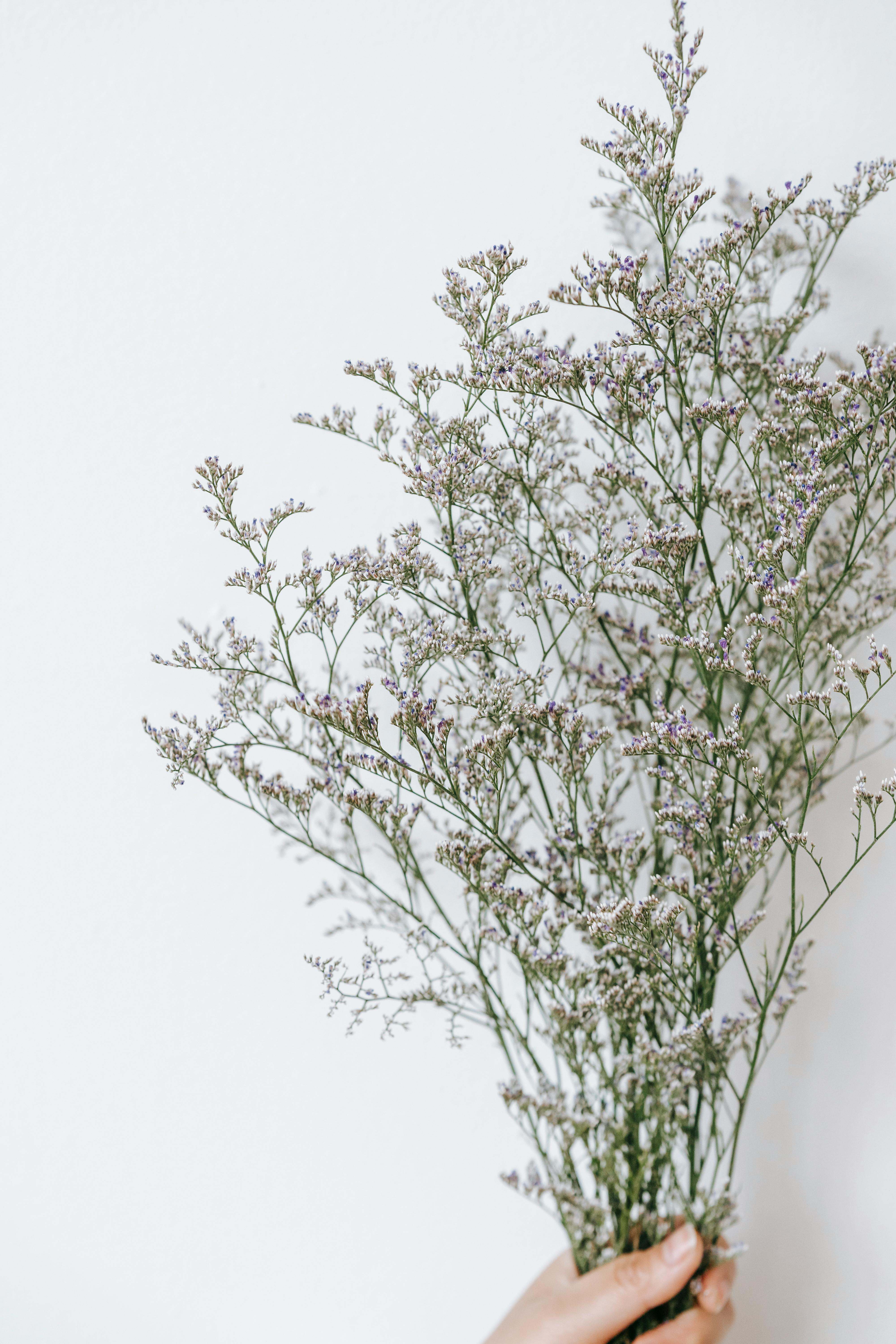 Faceless person with Hydrangea flowers · Free Stock Photo