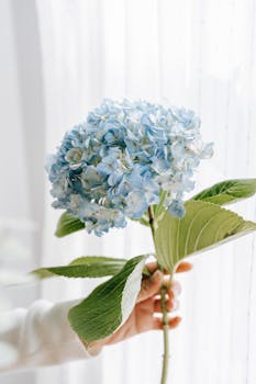 image.mefiz.com