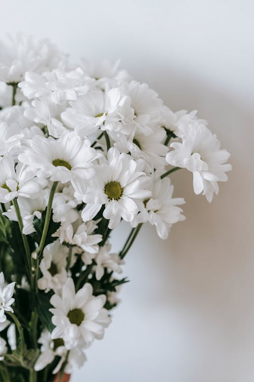 Blossoming flowers with thin stems and wavy gentle petals with pleasant aroma on white background