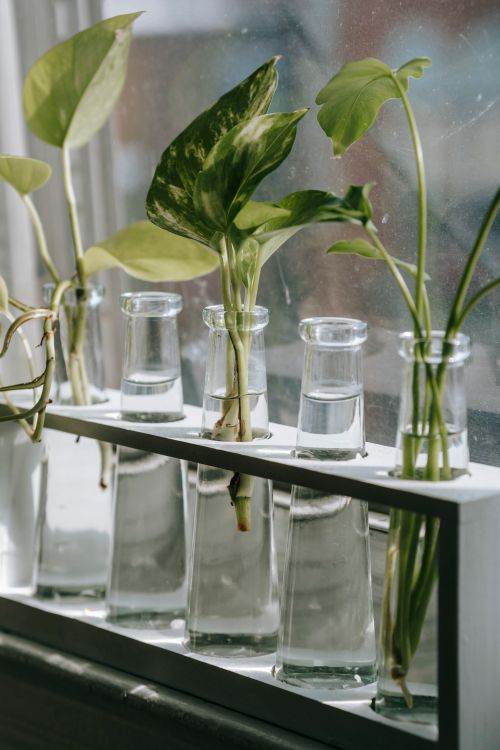 Free Flowering plant sprigs with wavy stems and large green leaves in glass vases with pure aqua against window Stock Photo