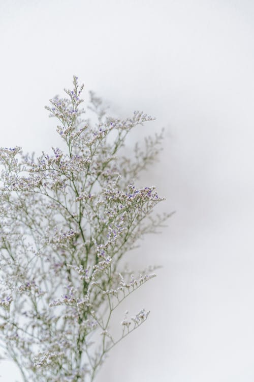 Sea lavender sprigs with aromatic flowers on curved stems