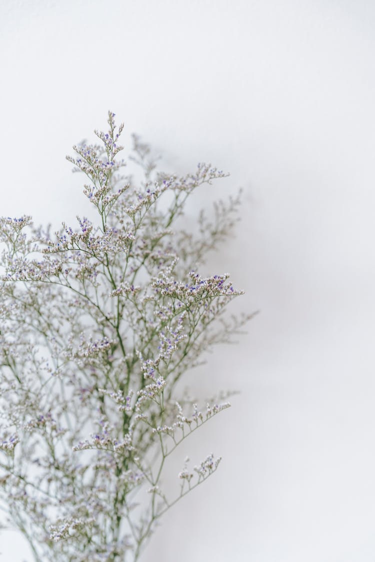 Sea Lavender Sprigs With Aromatic Flowers On Curved Stems