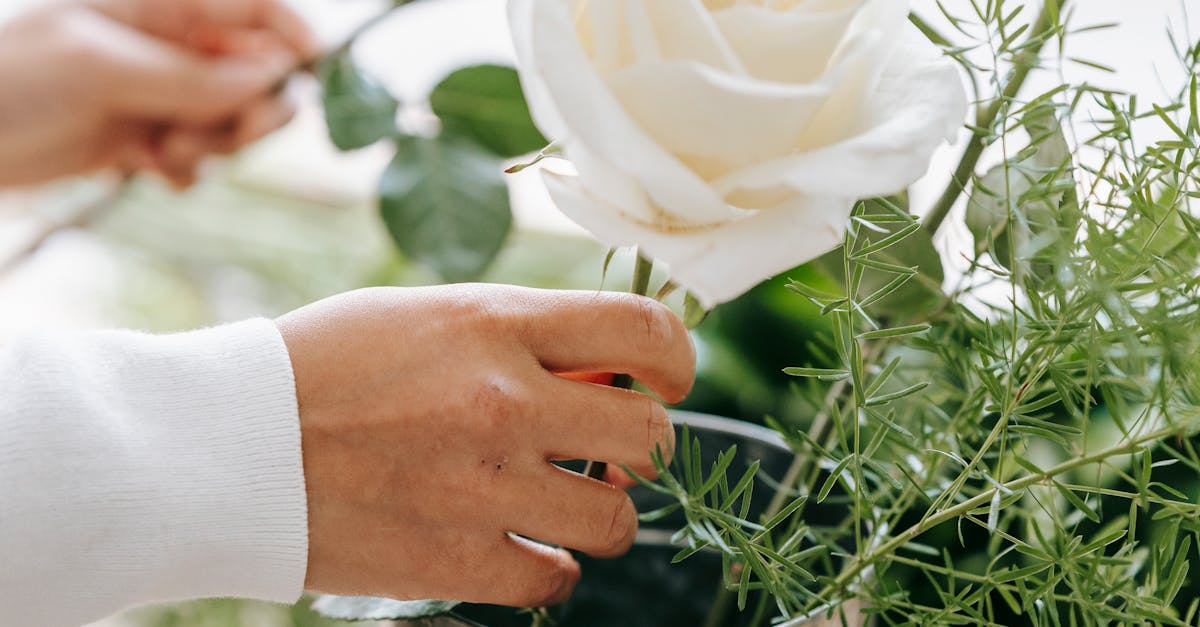How to dry rose petals to make potpourri