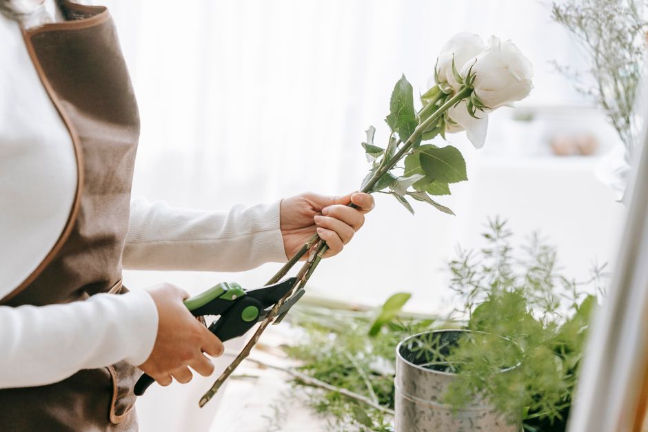 Cutting a rose stem with pruning shears — when pruning roses in Surrey BC