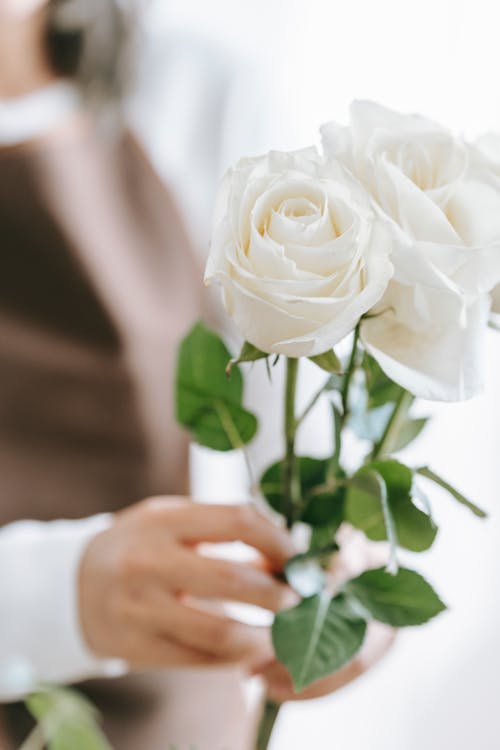 Crop anonymous woman demonstrating blossoming white flowers with gentle buds and pleasant aroma on blurred background