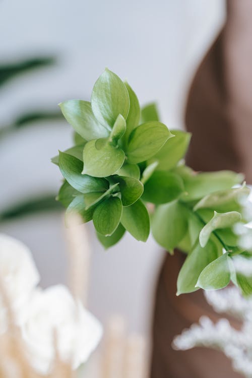 Free Green plant with thin stem and curved leaves with pointed edges on blurred background Stock Photo