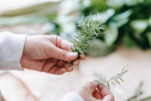 Free From above of crop anonymous person showing fresh verdant rosemary on blurred background in daylight Stock Photo
