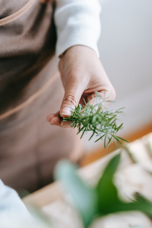 Free From above of crop anonymous female with fresh verdant rosemary in hand on blurred background Stock Photo