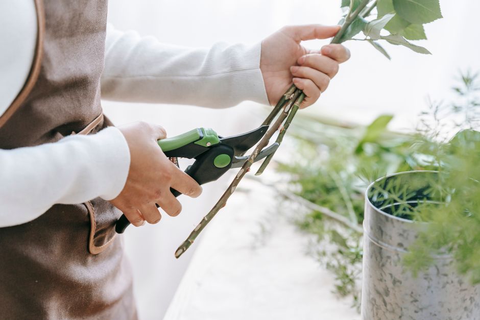 A gardener taking a 6-inch stem cutting from a healthy flowering shrub - Easy rural plant propagation A gardener taking a 6-inch stem cutting from a healthy flowering shrub - Easy rural plant propagation