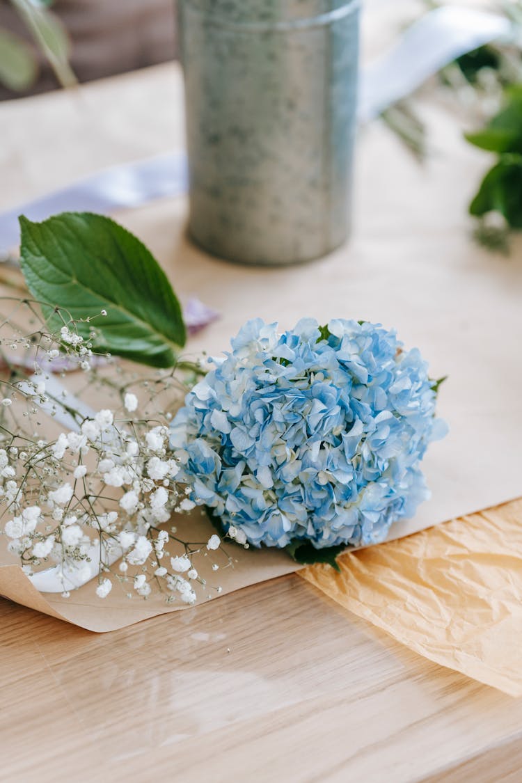 Blue Blooming Hydrangea Near Gentle White Flowers