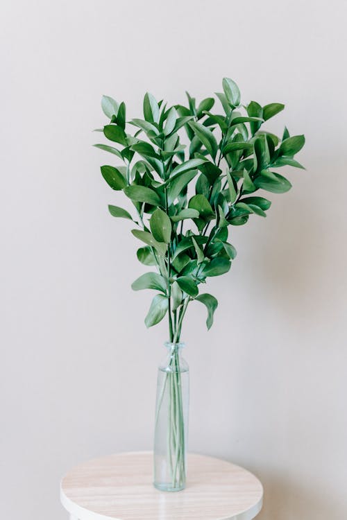 Fresh twigs with green leaves placed in glass vase against light wall in room