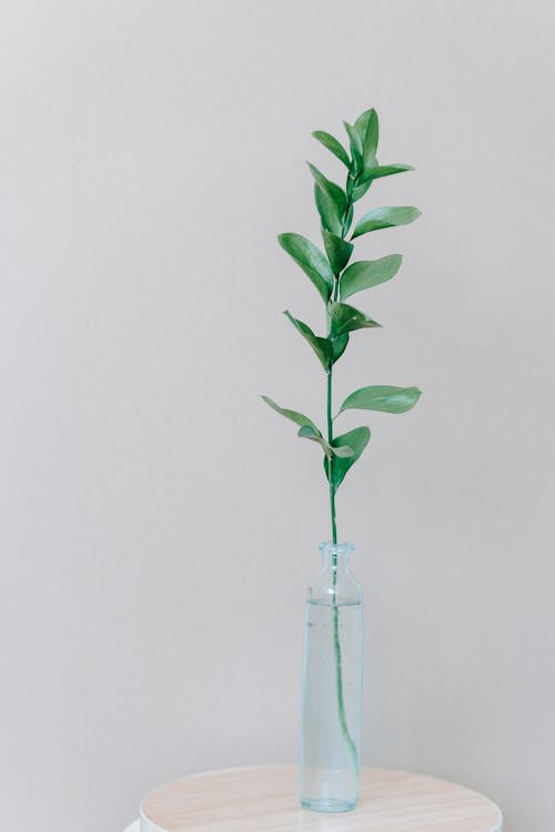 Green twig placed in glass bottle in room