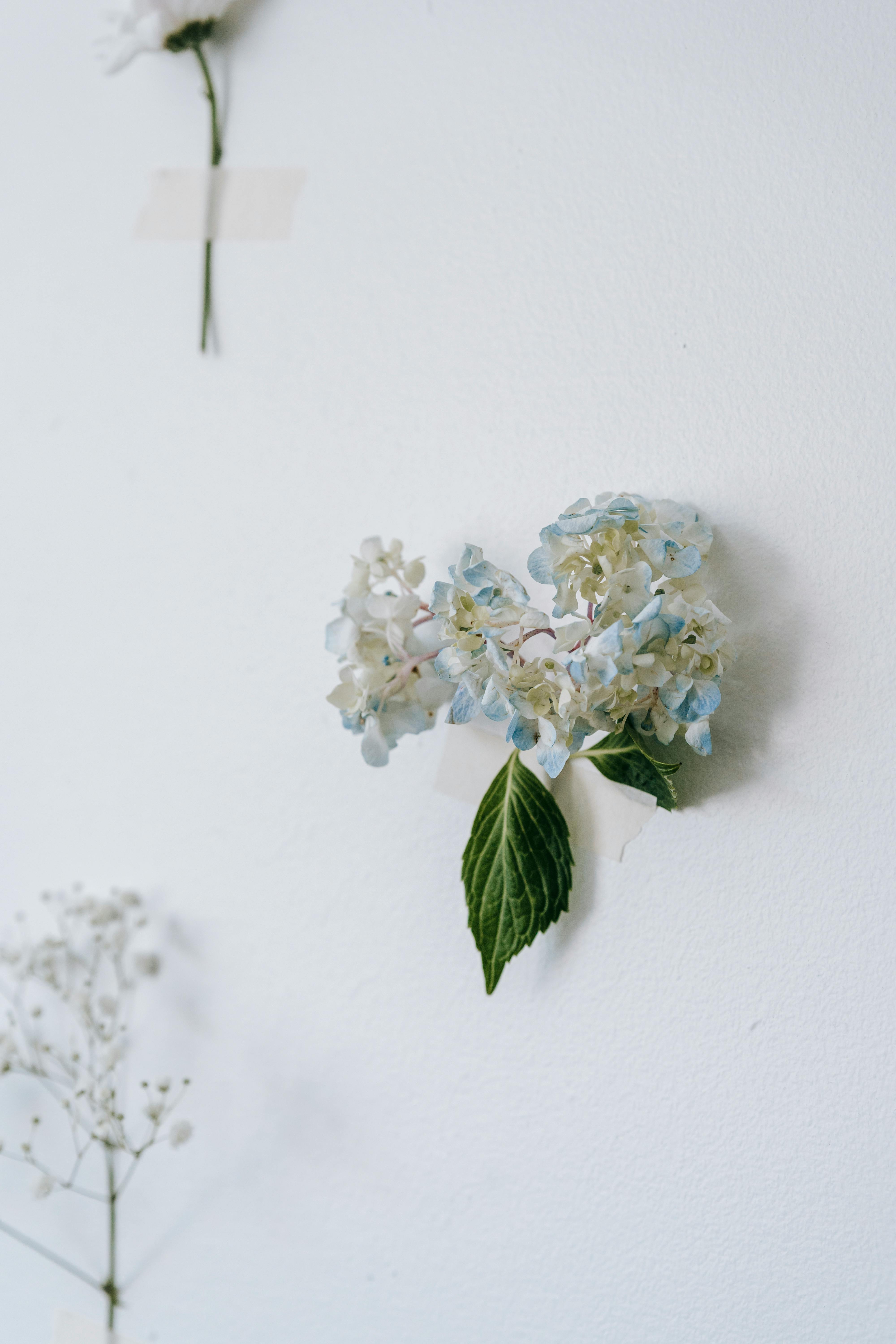 hydrangea and carnation and gypsophila on white background