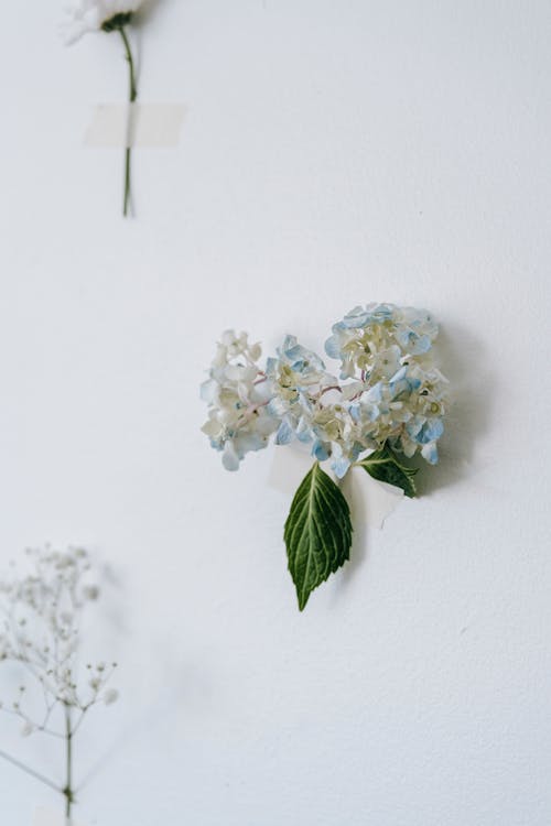 Tender hydrangea with green leaves and carnation and tiny gypsophila placed on white background