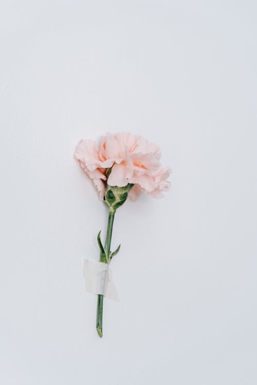 Isolated pink carnation with delicate petals glued by adhesive tape onto white background