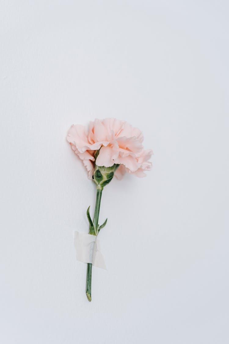 Fresh Pink Carnation On White Background