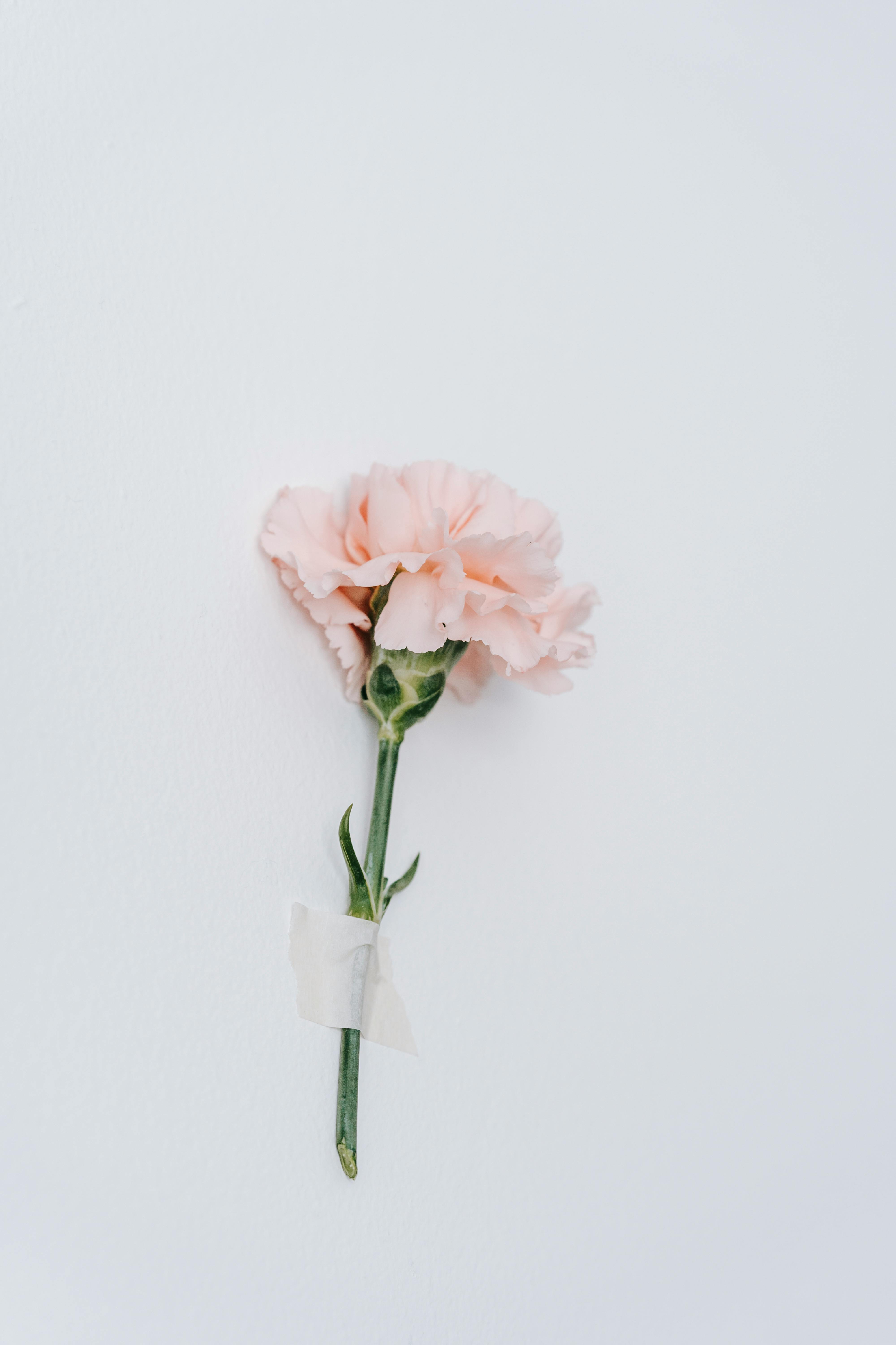 176+ Thousand Carnation Flower Royalty-Free Images, Stock Photos
