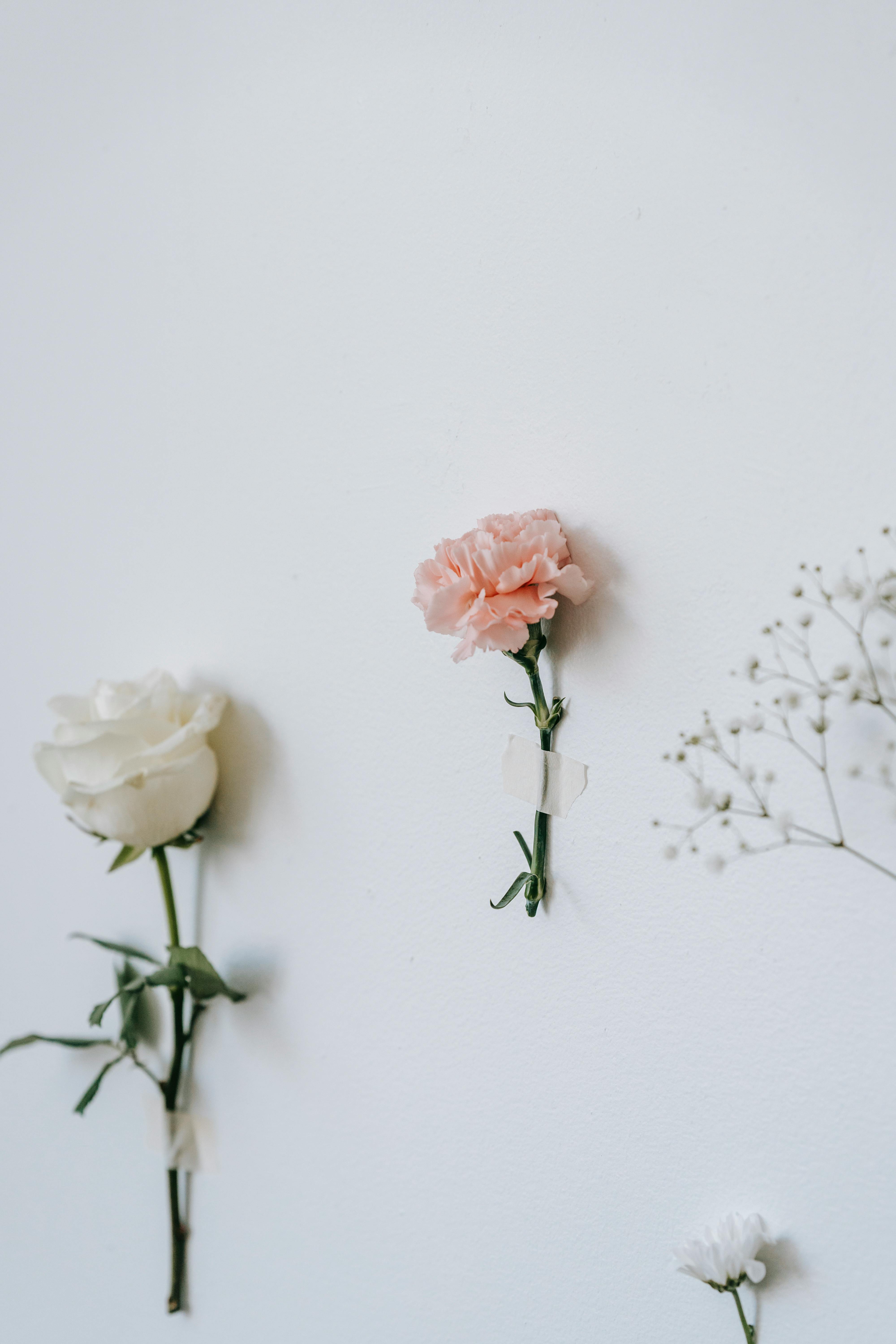 Muốn có những bức ảnh hoa đẹp nhưng không muốn bị phân tán bởi nền ảnh đa sắc tố? Chúng tôi cung cấp những bức ảnh hoa tách biệt trên nền trắng để bạn có thể tập trung vào vẻ đẹp của chúng. Bạn sẽ bị say đắm trước sự tuyệt vời của chúng đấy!
