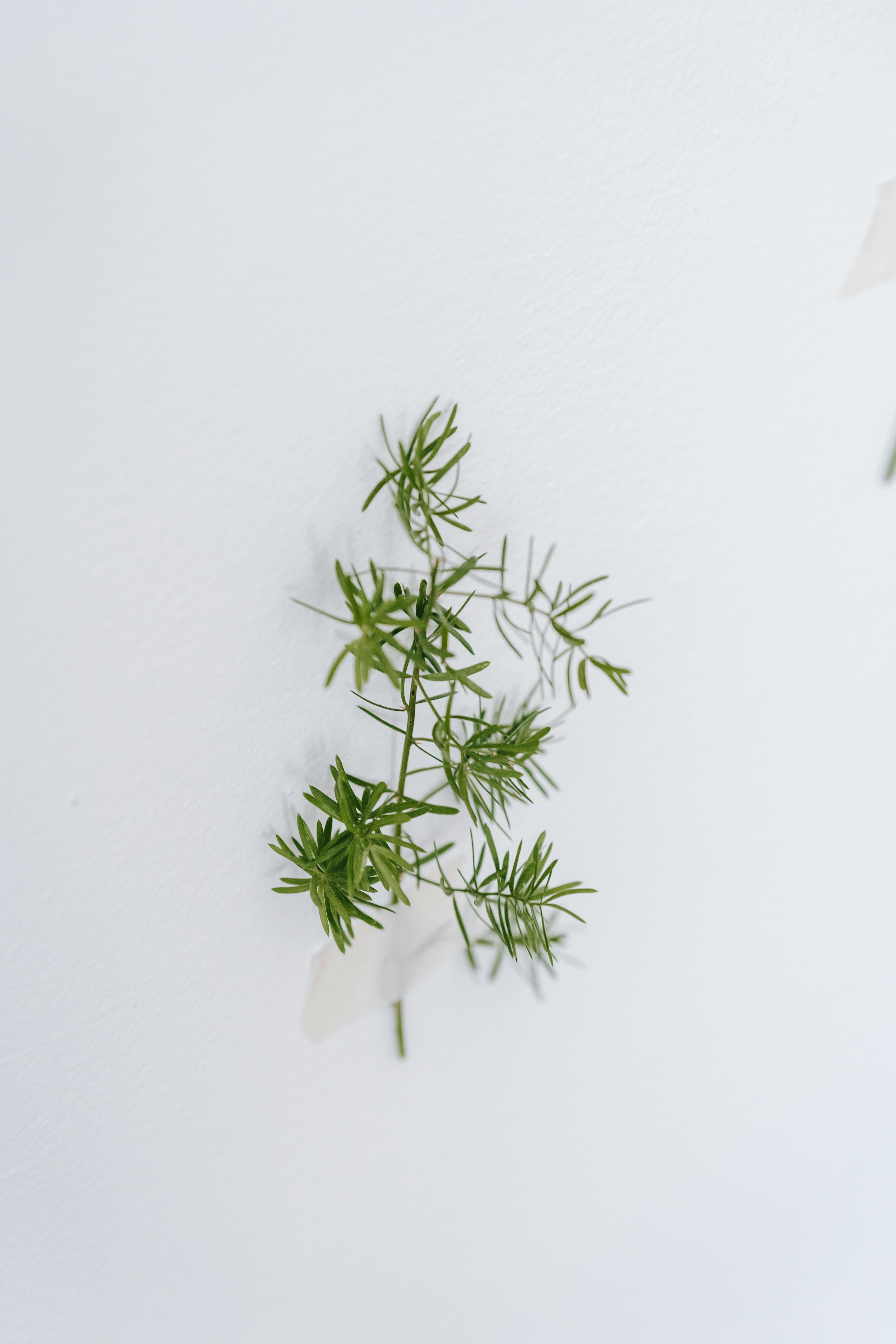 green plant twig on white background