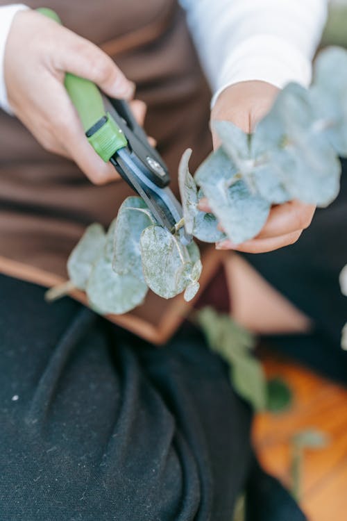 From above of crop anonymous gardener cutting sprout with green leaves by pruner