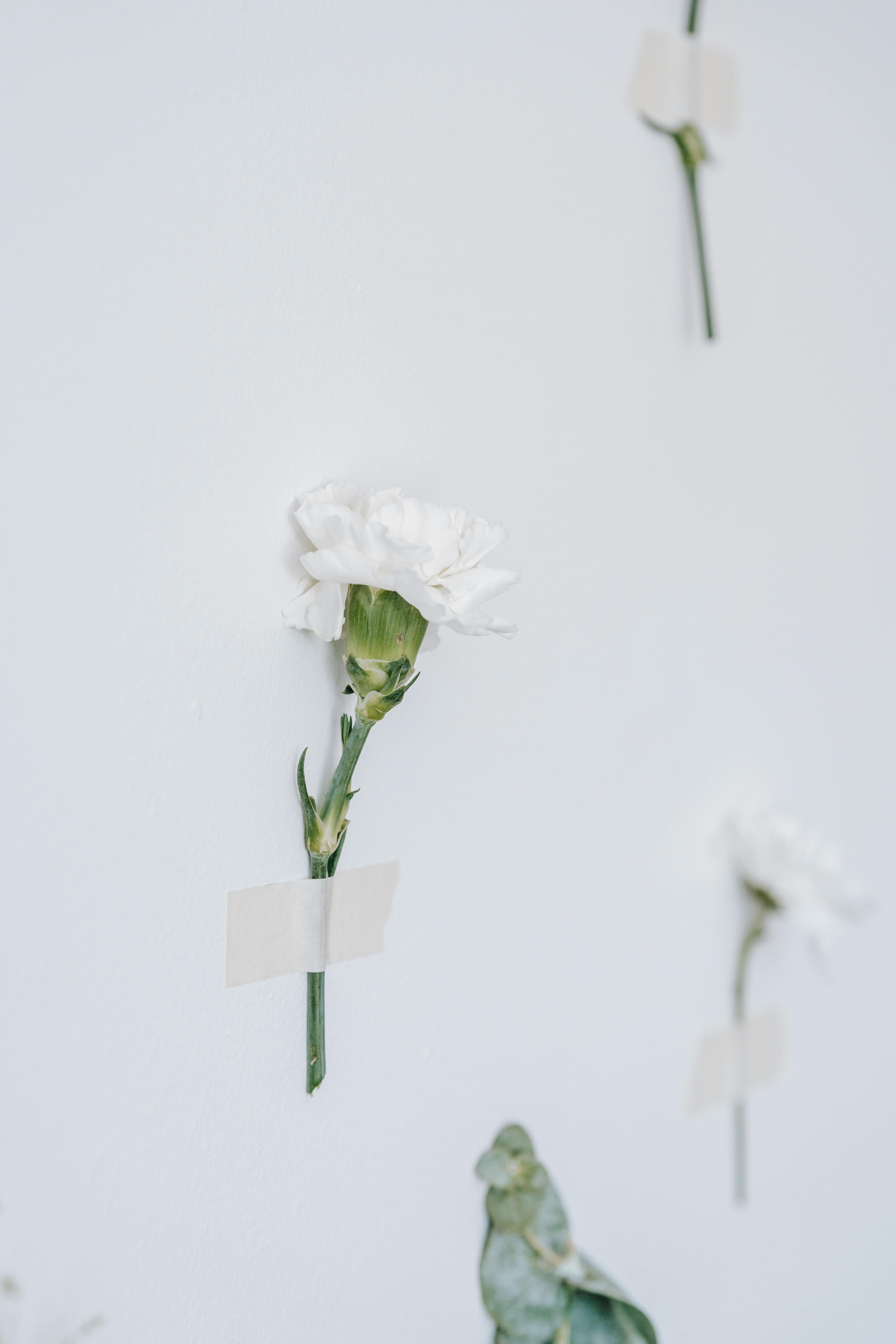 fresh delicate carnations placed on white background