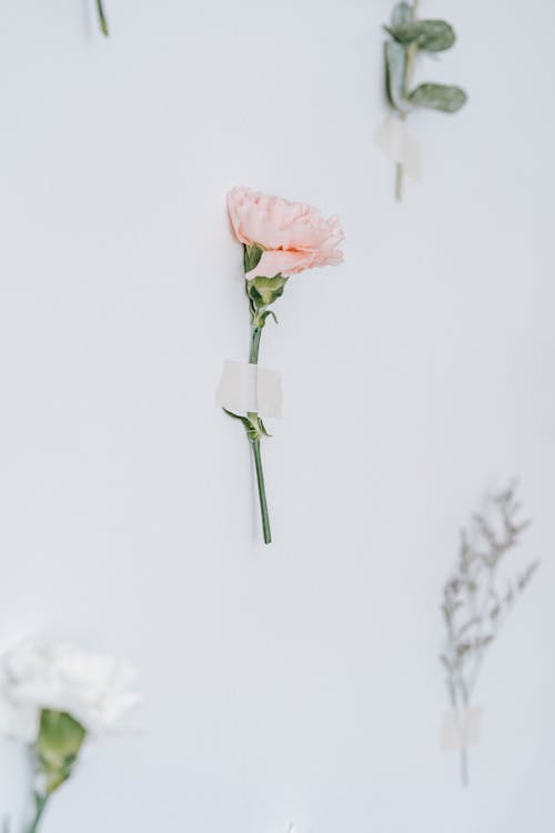 Composition of flowers against white wall