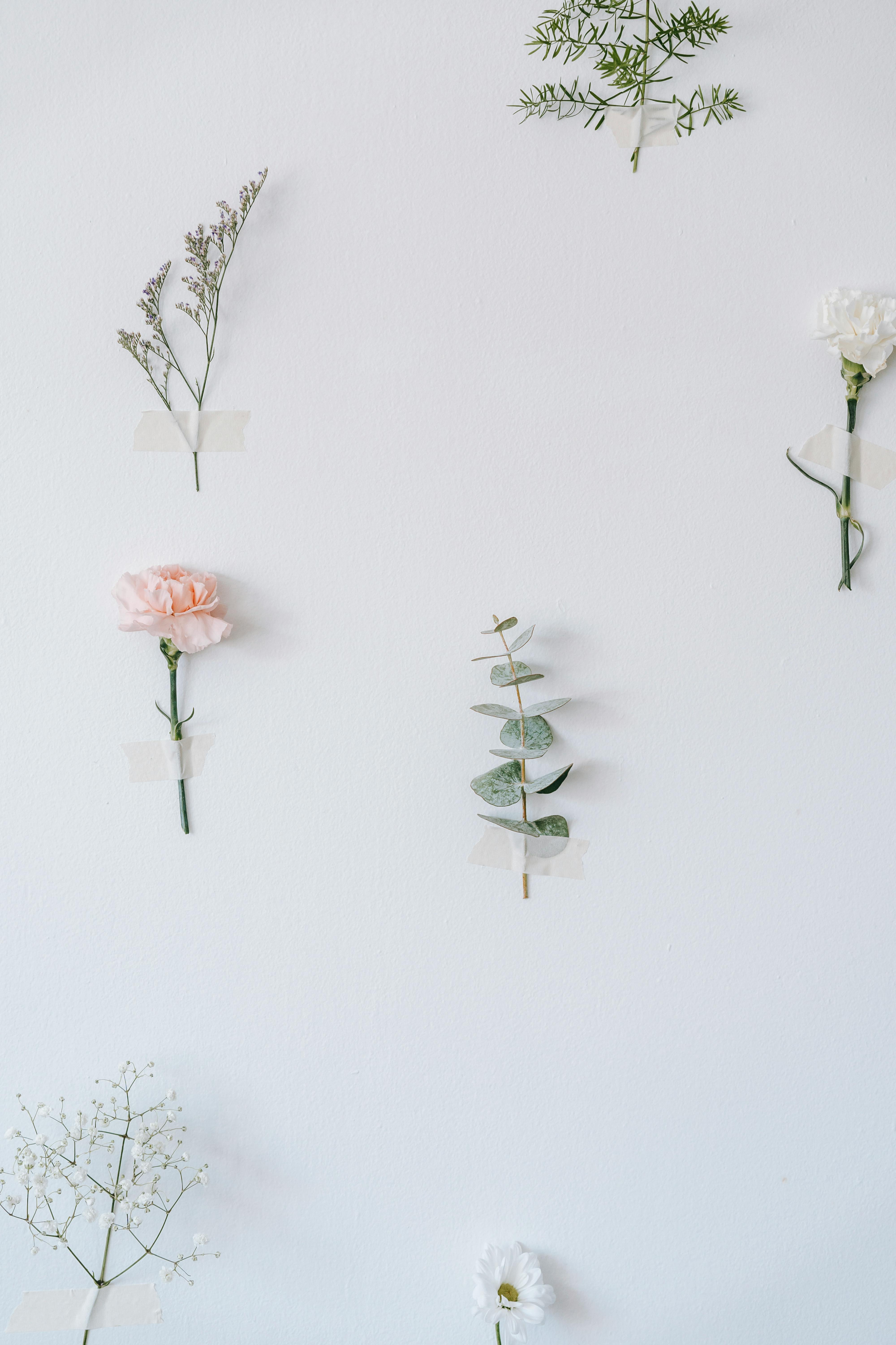 tender flowers and plant twigs on white wall making composition