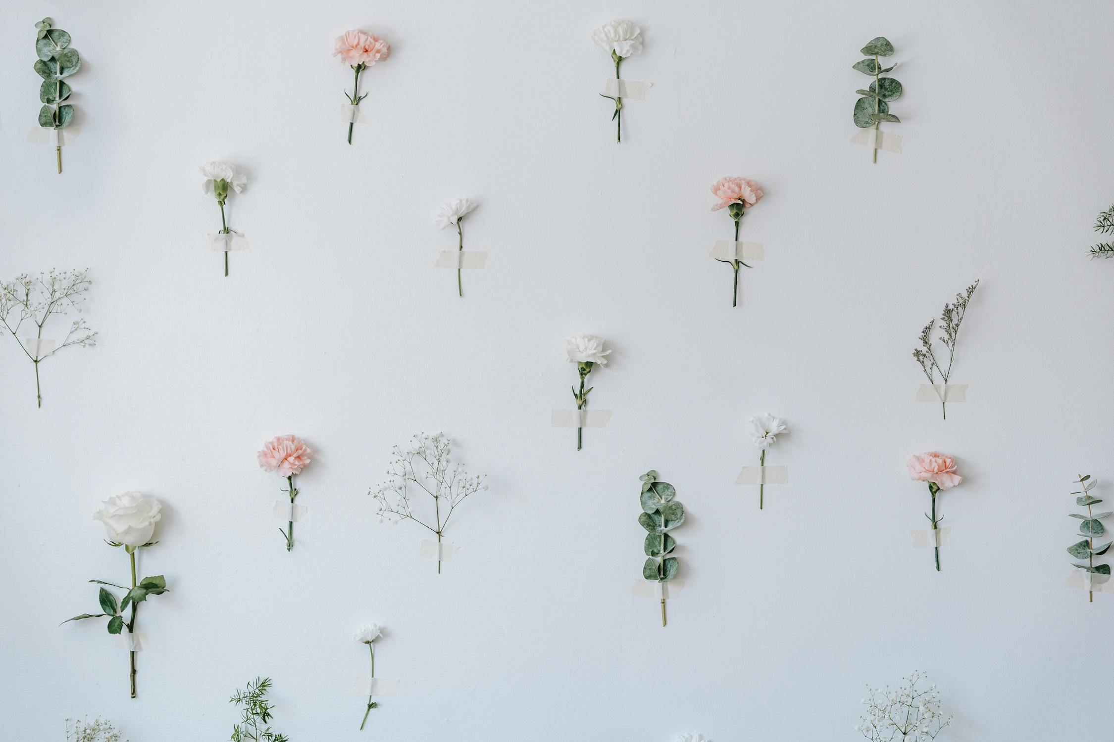 Set of composed gentle flowers on white background · Free Stock Photo