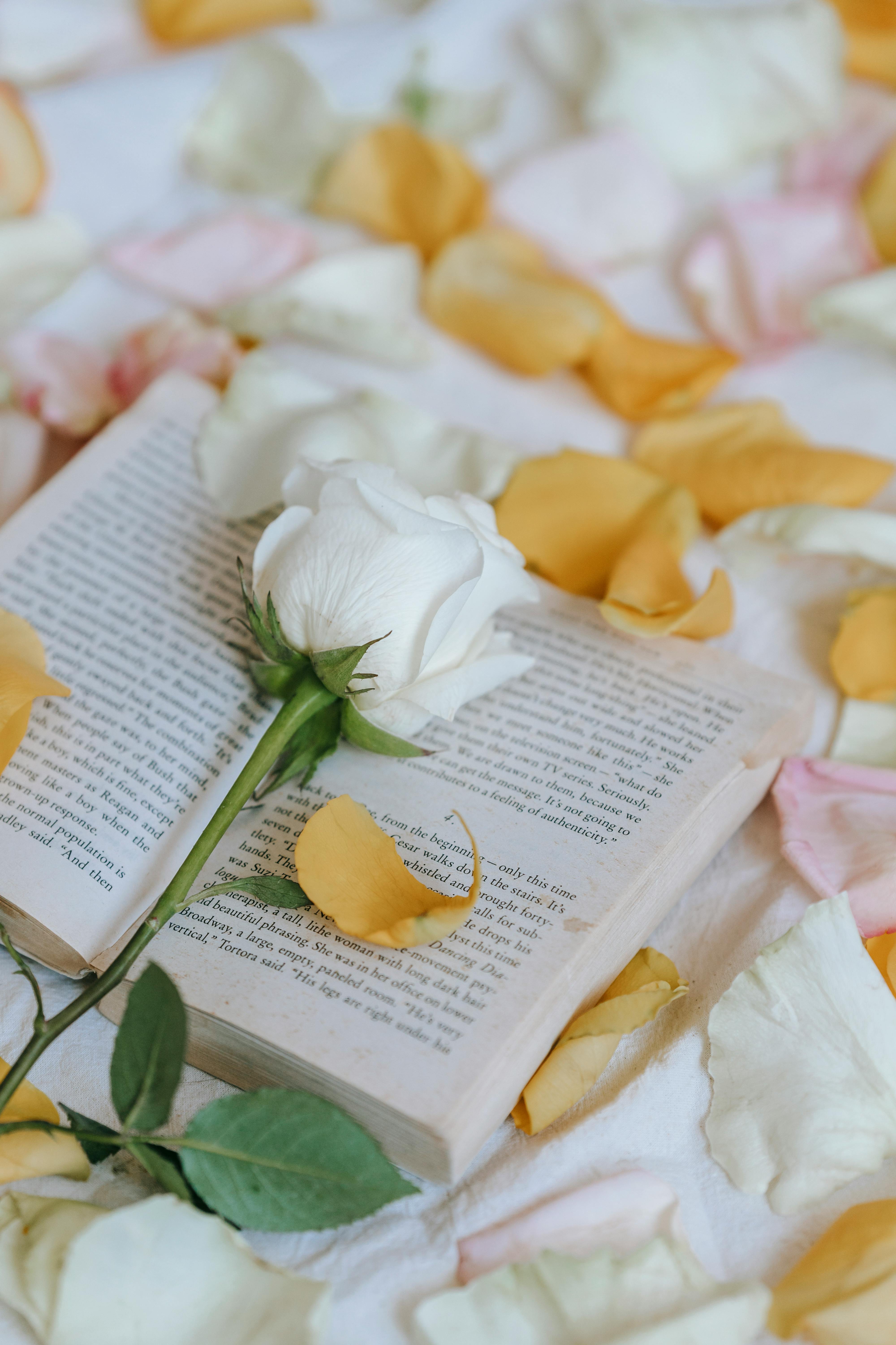 blooming rose with gentle petals on book