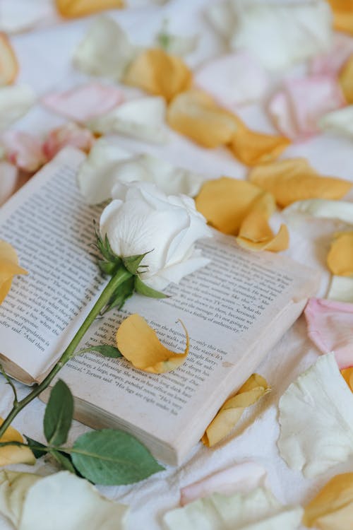 Blooming rose with gentle petals on book