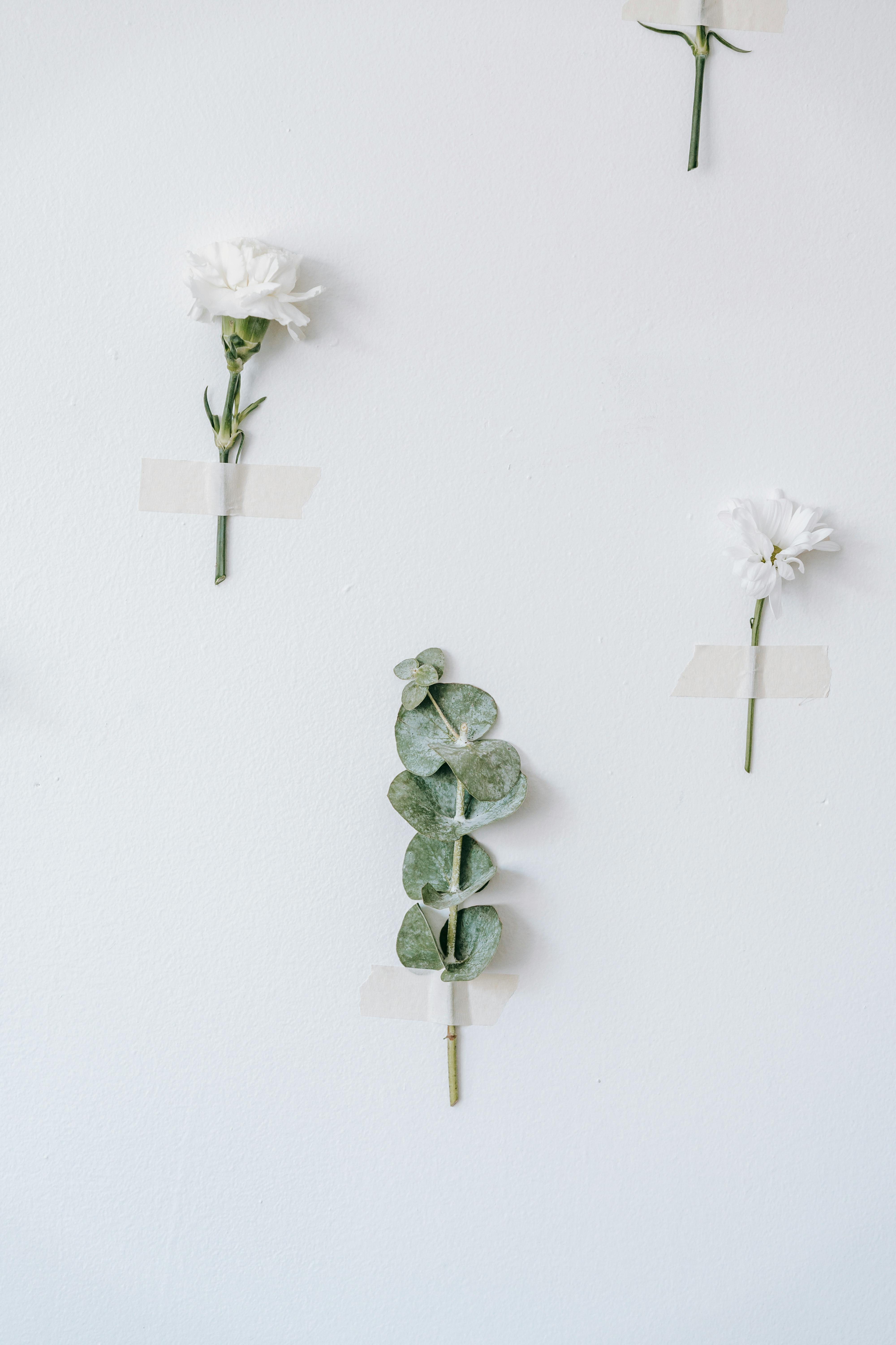 eucalyptus and blooming flowers with adhesive tapes