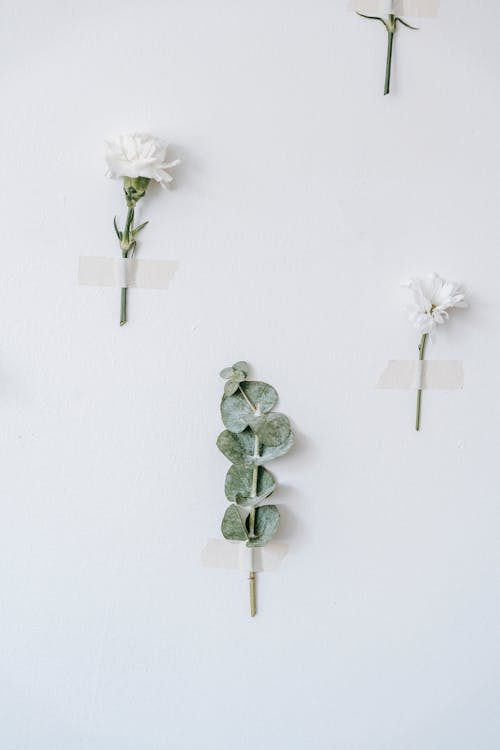 Eucalyptus plant sprig between blossoming white Chrysanthemum and carnation with sticky strips on white background