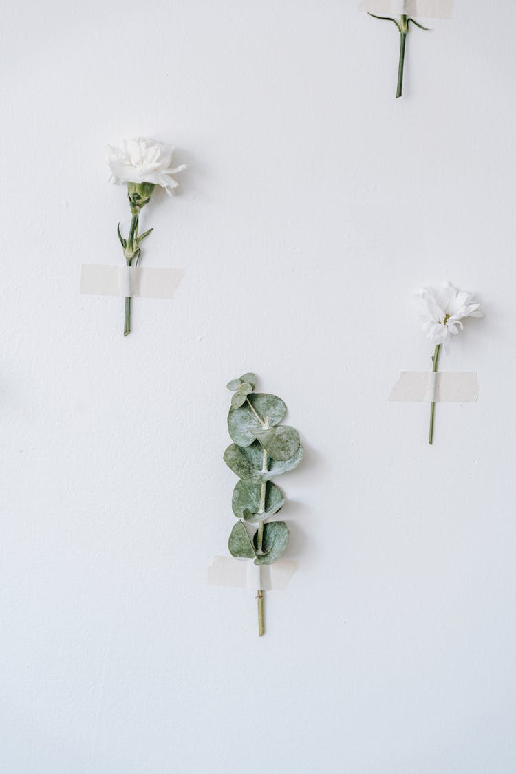 Eucalyptus And Blooming Flowers With Adhesive Tapes