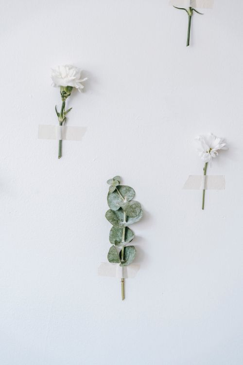 Free Eucalyptus plant sprig between blossoming white Chrysanthemum and carnation with sticky strips on white background Stock Photo