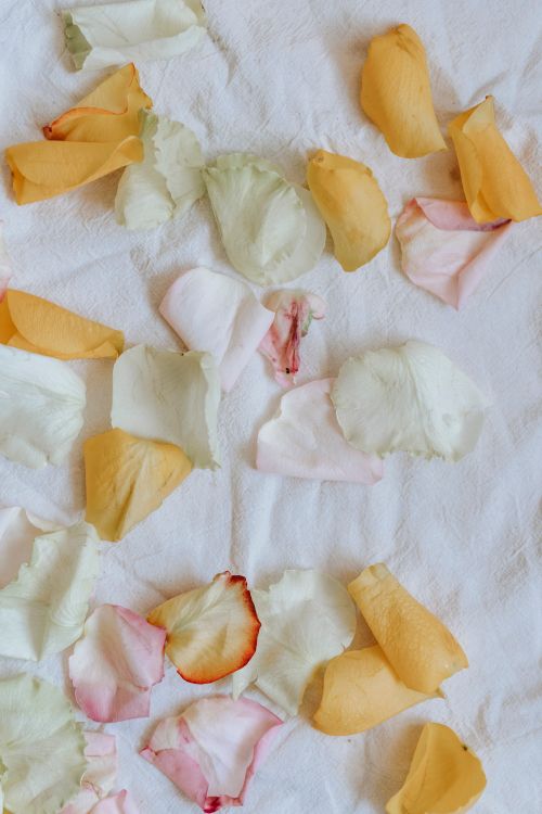 Free Overhead view of various wavy tender floral petals with pleasant scent on soft white textile Stock Photo