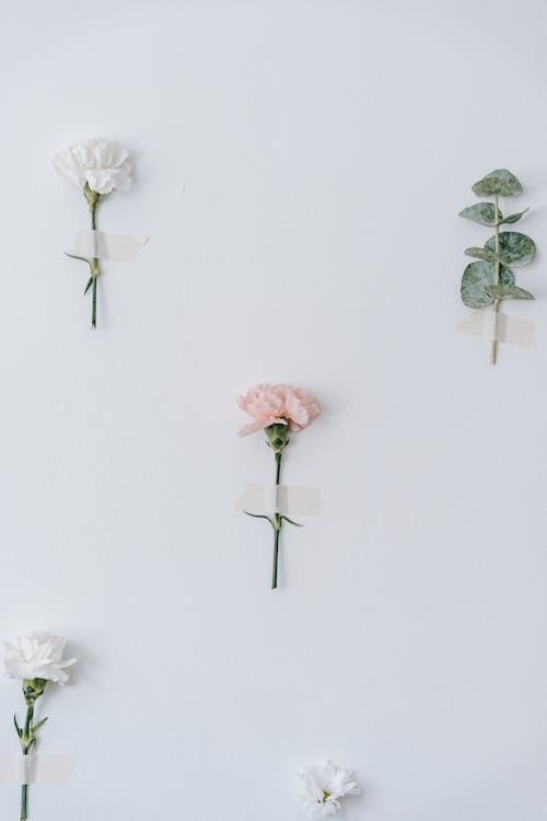 Blossoming Dianthus caryophyllus with pleasant aroma against flowering plant sprig with green leaves and sticky strip