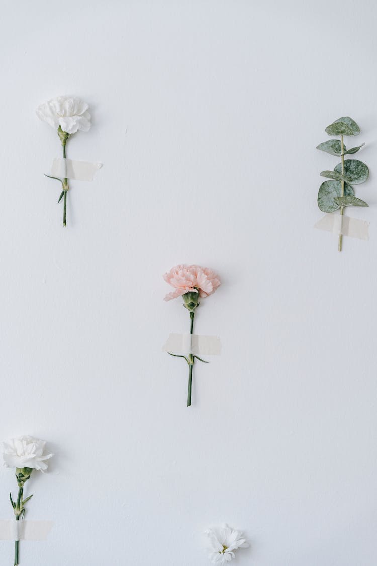 Blooming Carnations And Eucalyptus Plant Sprig On White Background