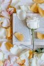 Blossoming rose on textbook among delicate petals