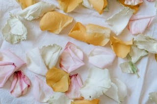 Gentle rose petals on soft white cloth