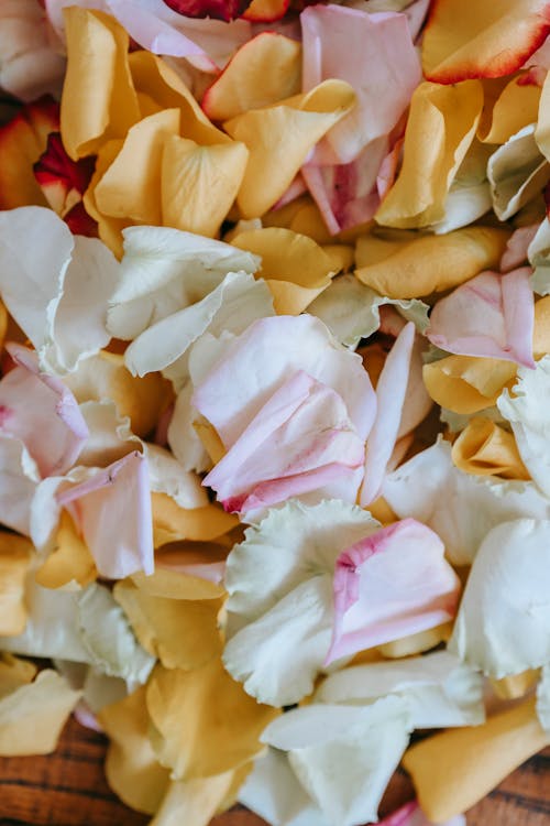 Background of assorted tender rose petals with pleasant aroma