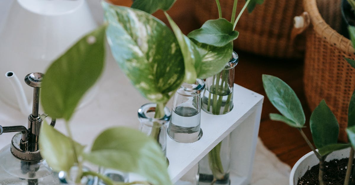 Growing green onions in water indoors