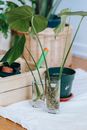 Tropical plant sprigs with large leaves and roots in glasses with pure aqua on fabric in house