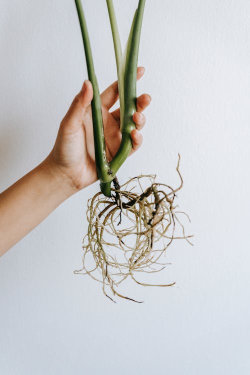 Free Crop unrecognizable horticulturist demonstrating green plant sprig with curved roots and thick stems on white background Stock Photo