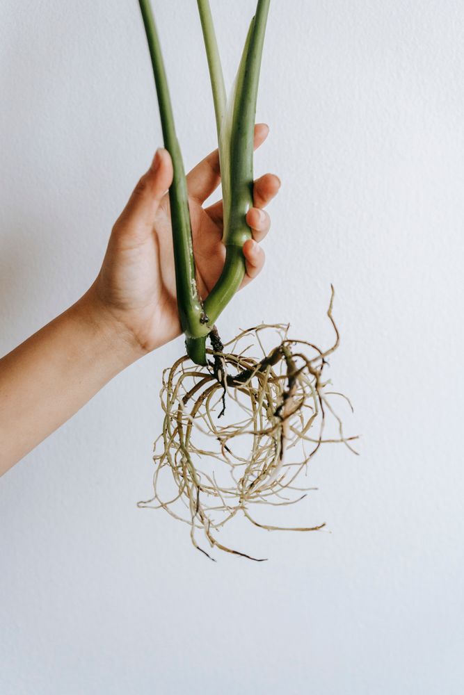 Plant Parts Photos, Download The BEST Free Plant Parts Stock Photos ...