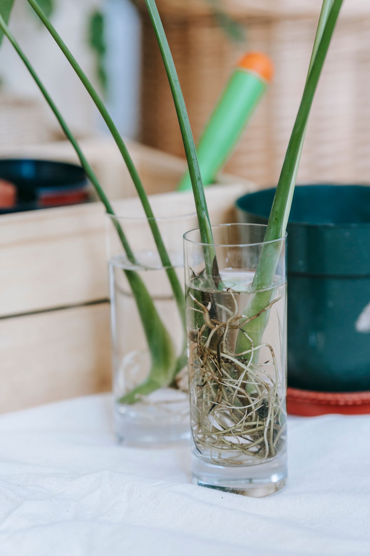 Plant cuttings with visible white roots submerged in glass containers of water, illustrating passive water-based growing