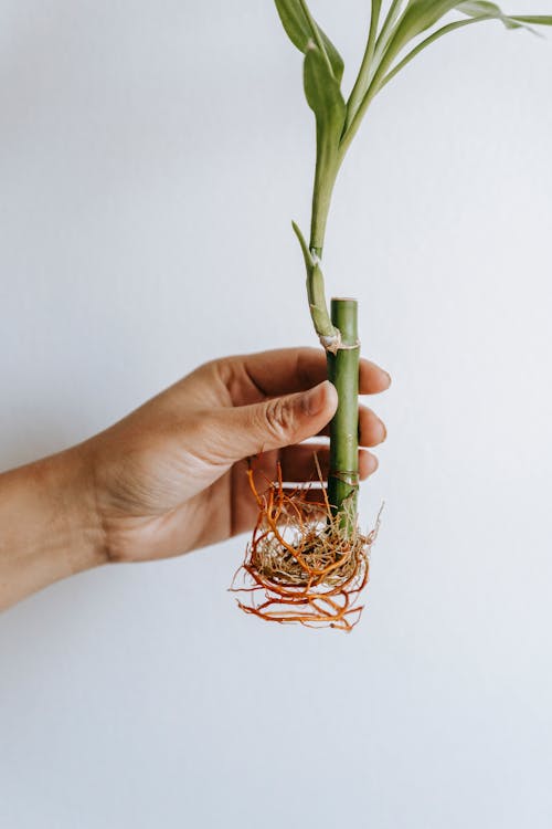 Crop unrecognizable horticulturist demonstrating Dracaena plant with thick stems and curved roots on white background